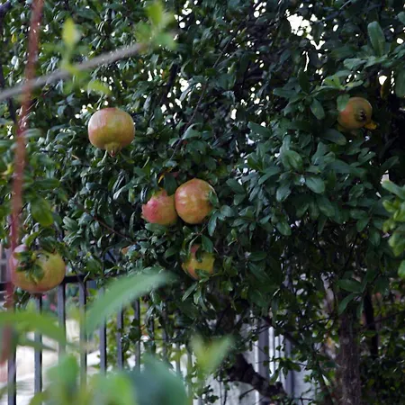 House With Sea Breeze-anemelia Nafplio