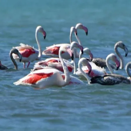 House With Sea Breeze-anemelia * 纳夫普利翁