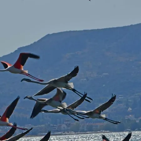 House With Sea Breeze-anemelia 公寓 *